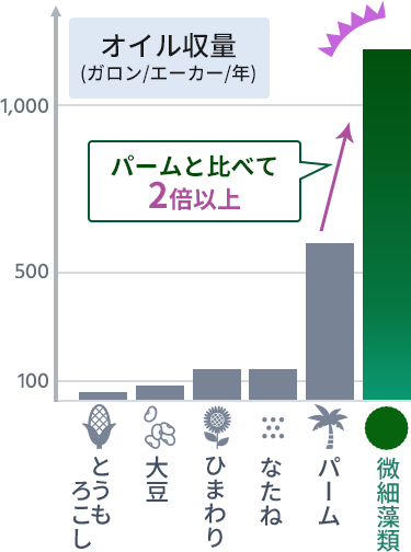 オイル収量パームと比べて2倍以上